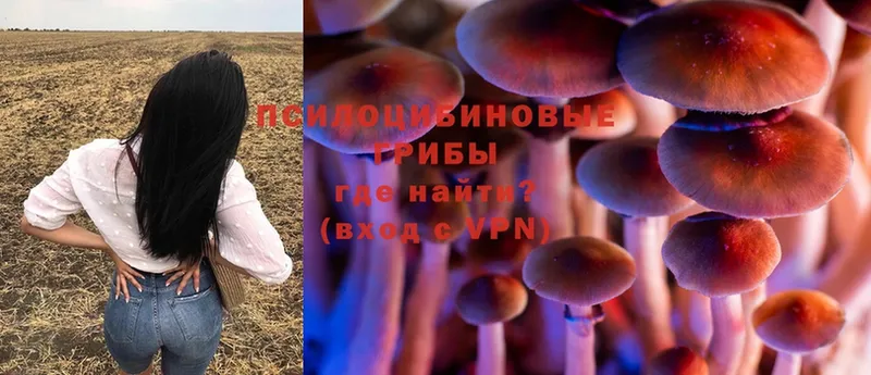 Псилоцибиновые грибы Cubensis  Черкесск 